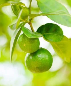Brighter Blooms Key Lime Bush House & Patio