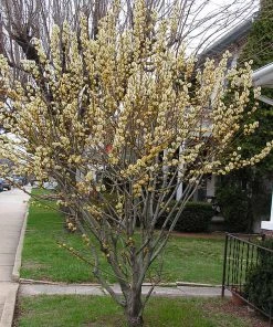 Brighter Blooms White Pussy Willow