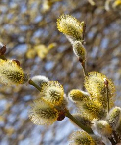 Brighter Blooms White Pussy Willow