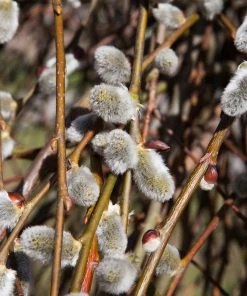 Brighter Blooms White Pussy Willow