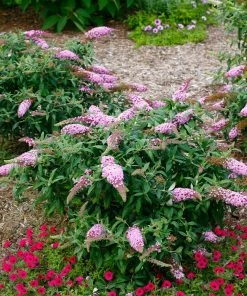 Brighter Blooms Pugster Pink® Butterfly Bush