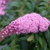 Brighter Blooms Pugster Pink® Butterfly Bush