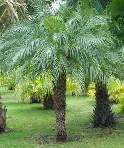 Brighter Blooms Pygmy Date Palm Tree