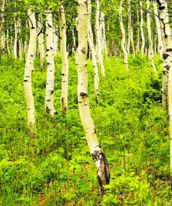 Brighter Blooms Shade Trees Quaking Aspen Tree