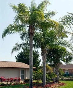 Brighter Blooms Queen Palm Tree