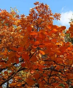 Brighter Blooms Royal Purple Smoke Tree