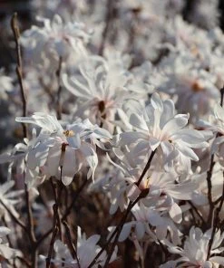 Brighter Blooms Royal Star Magnolia Tree Arborvitae Trees