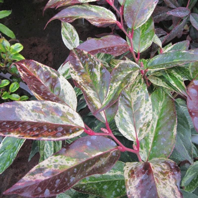 Brighter Blooms Shrubs & Hedges Rainbow Leucothoe Bush 2 Brighter Blooms Shrubs & Hedges Rainbow Leucothoe Bush