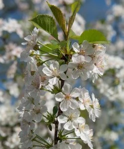 Brighter Blooms Fruit Trees Rainier Cherry Tree 7 Brighter Blooms Fruit Trees Rainier Cherry Tree