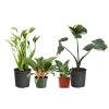 Brighter Blooms Rare House Plant Kit House & Patio