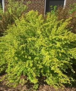 Brighter Blooms Raspberry Lemonade™ Ninebark Shrubs & Hedges