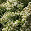 Brighter Blooms Raspberry Lemonade™ Ninebark Shrubs & Hedges
