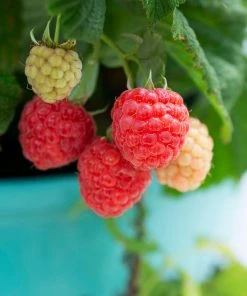 Brighter Blooms Bushel And Berry® Raspberry Shortcake® Bush Fruit Trees