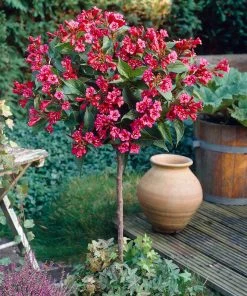 Brighter Blooms Shrubs & Hedges Red Prince Weigela Tree
