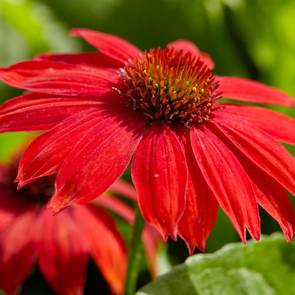 Brighter Blooms Sombrero® Salsa Red Coneflower Perennials 2 Brighter Blooms Sombrero® Salsa Red Coneflower Perennials