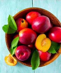 Brighter Blooms Red Gold Nectarine Tree