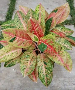 Brighter Blooms Red Chinese Evergreen Plant Shrubs & Hedges