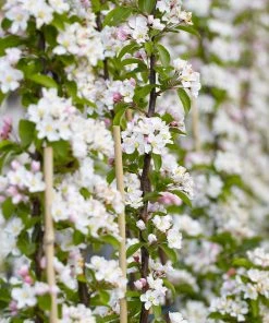 Brighter Blooms Scarlet Sentinel™ Columnar Apple Tree Apples Trees