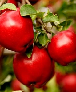 Brighter Blooms Red Delicious Apple Tree