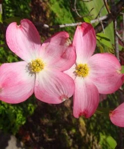 Brighter Blooms Red Dogwood Tree