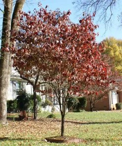 Brighter Blooms Red Dogwood Tree