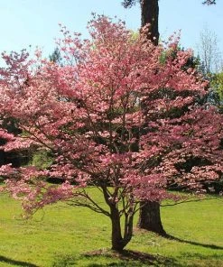 Brighter Blooms Red Dogwood Tree