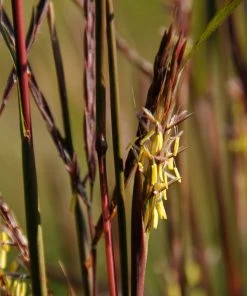 Brighter Blooms Red October Big Bluestem Grass