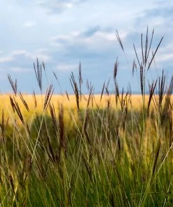 Brighter Blooms Red October Big Bluestem Grass