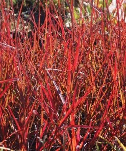 Brighter Blooms Red October Big Bluestem Grass