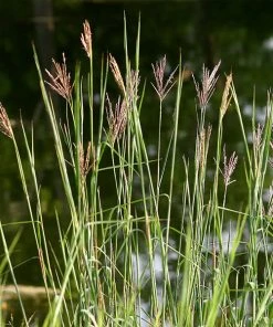 Brighter Blooms Red October Big Bluestem Grass