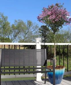 Brighter Blooms Red Pixie Lilac Tree Lilac Shrubs 7 Brighter Blooms Red Pixie Lilac Tree Lilac Shrubs