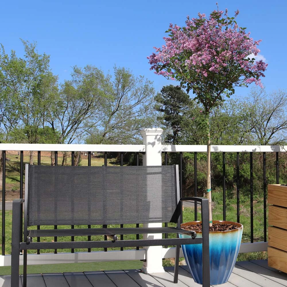 Brighter Blooms Red Pixie Lilac Tree Lilac Shrubs 4 Brighter Blooms Red Pixie Lilac Tree Lilac Shrubs