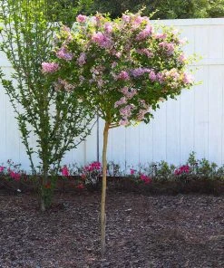 Brighter Blooms Red Pixie Lilac Tree Lilac Shrubs 6 Brighter Blooms Red Pixie Lilac Tree Lilac Shrubs