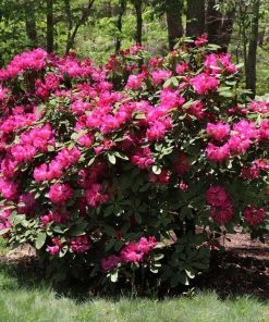 Brighter Blooms Shrubs & Hedges Red Rhododendron Shrub 7 Brighter Blooms Shrubs & Hedges Red Rhododendron Shrub