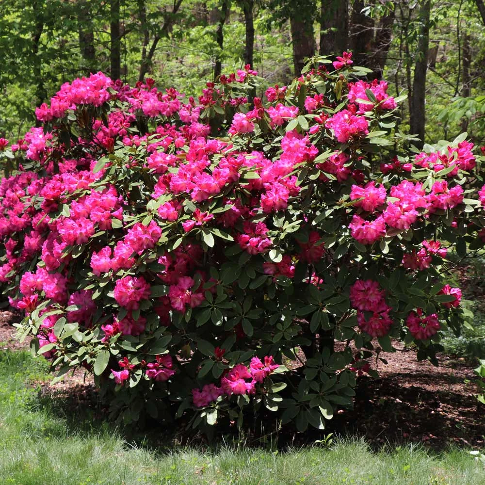 Brighter Blooms Shrubs & Hedges Red Rhododendron Shrub 3 Brighter Blooms Shrubs & Hedges Red Rhododendron Shrub