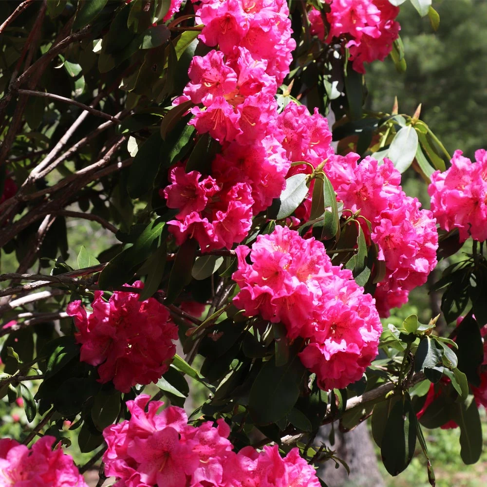 Brighter Blooms Shrubs & Hedges Red Rhododendron Shrub 5 Brighter Blooms Shrubs & Hedges Red Rhododendron Shrub