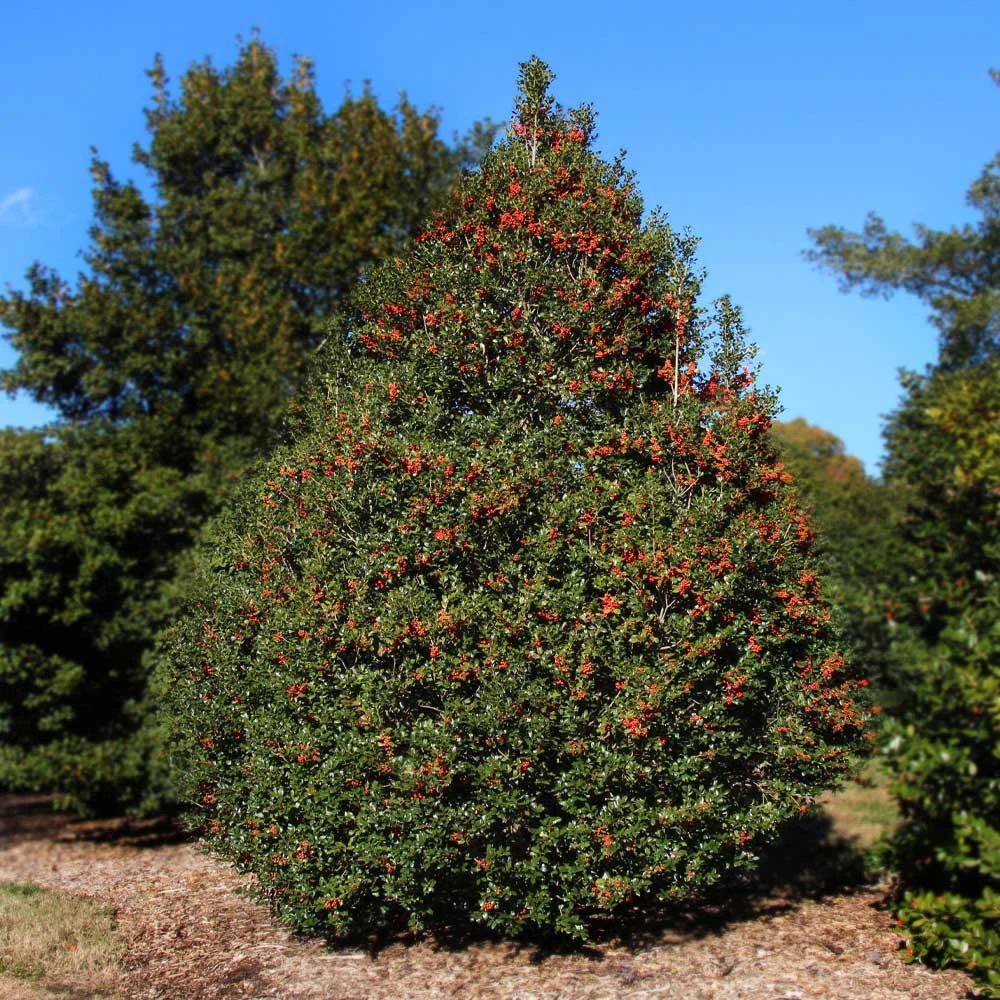 Brighter Blooms Robin™ Red Holly Shrub Evergreen & Privacy 2 Brighter Blooms Robin™ Red Holly Shrub Evergreen & Privacy