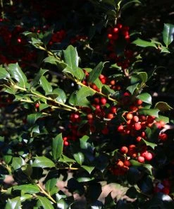 Brighter Blooms Robin™ Red Holly Shrub Evergreen & Privacy 7 Brighter Blooms Robin™ Red Holly Shrub Evergreen & Privacy