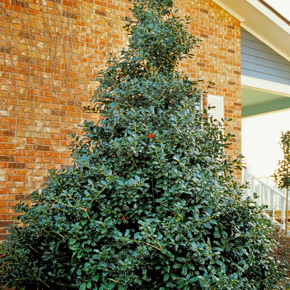 Brighter Blooms Robin™ Red Holly Shrub Evergreen & Privacy 3 Brighter Blooms Robin™ Red Holly Shrub Evergreen & Privacy