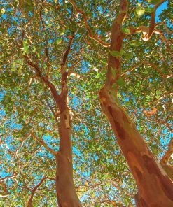 Brighter Blooms Flowering Trees Red Rocket Crape Myrtle Tree