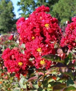 Brighter Blooms Flowering Trees Red Rocket Crape Myrtle Tree