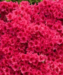 Brighter Blooms Red Ruffles Azalea Shrub