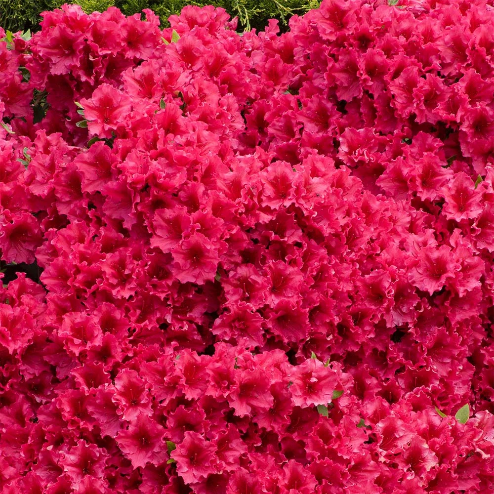 Brighter Blooms Red Ruffles Azalea Shrub 2 Brighter Blooms Red Ruffles Azalea Shrub
