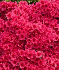 Brighter Blooms Red Ruffles Azalea Shrub