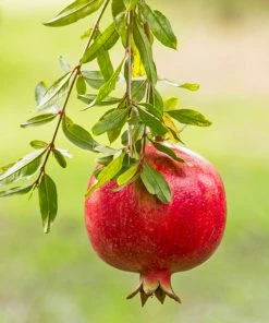 Brighter Blooms Red Pomegranate Tree
