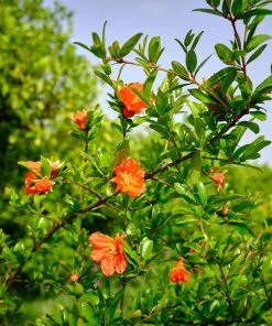 Brighter Blooms Red Pomegranate Tree