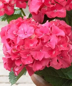 Brighter Blooms Red Sensation Hydrangea Shrub Shrubs & Hedges