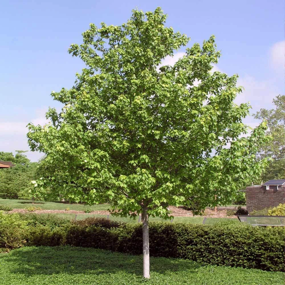 Brighter Blooms Red Sunset® Maple Tree Shade Trees 4 Brighter Blooms Red Sunset® Maple Tree Shade Trees