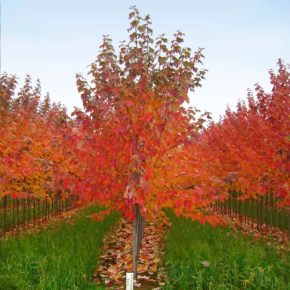 Brighter Blooms Red Sunset® Maple Tree Shade Trees 6 Brighter Blooms Red Sunset® Maple Tree Shade Trees