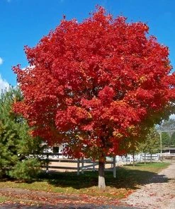 Brighter Blooms Red Sunset® Maple Tree Shade Trees